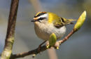 Firecrest